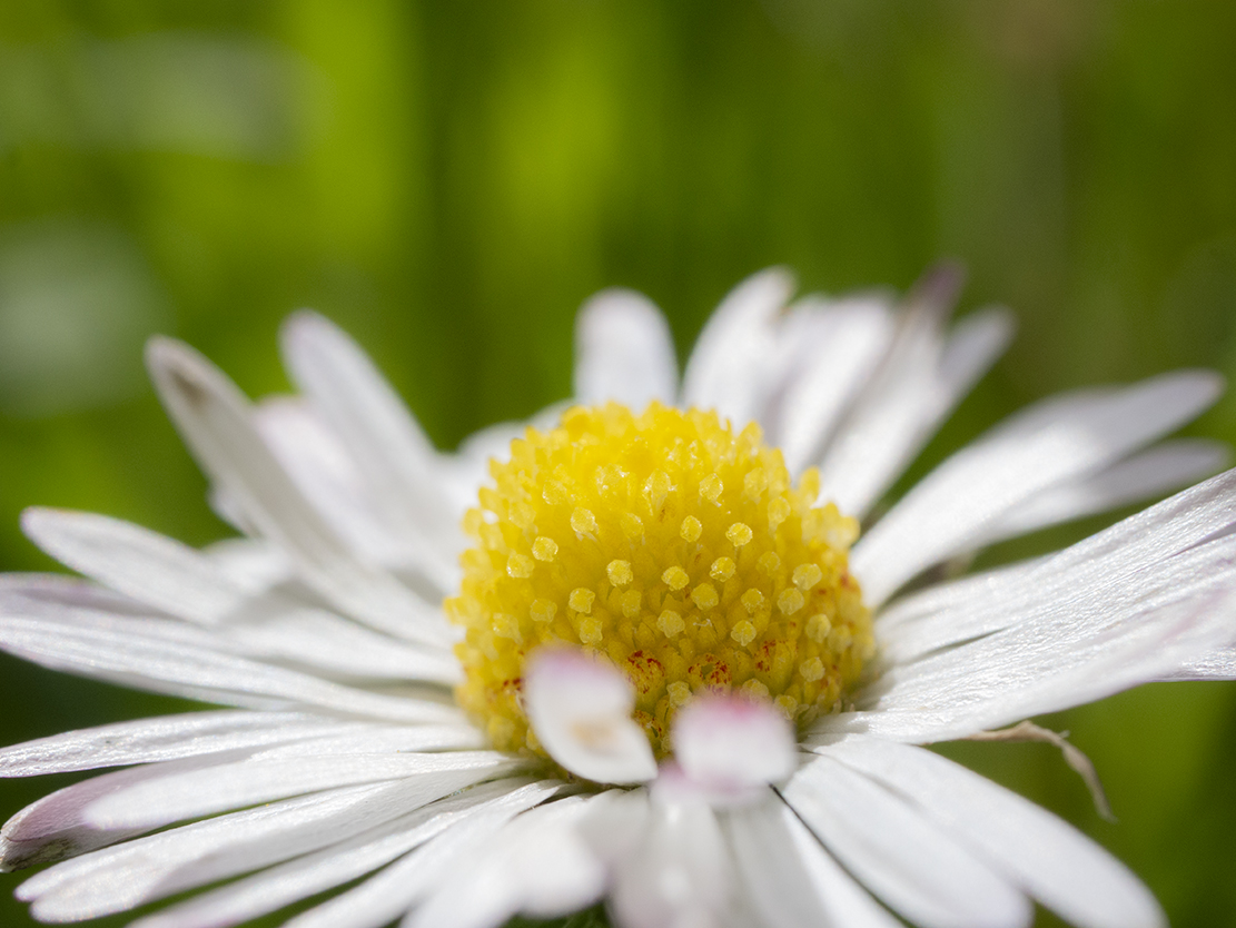 IMAGES\Madelief (bellis perennis)\P1280177_sm.jpg